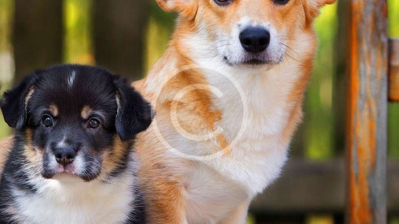 Big or Small, Corgi&rsquo;s Good for All