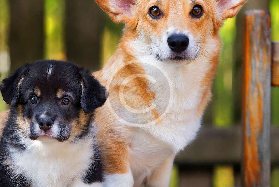 Big or Small, Corgi&rsquo;s Good for All