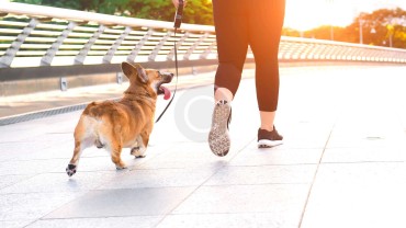Excericse, Perform, Rest – Your Pup&rsquo;s Schedule