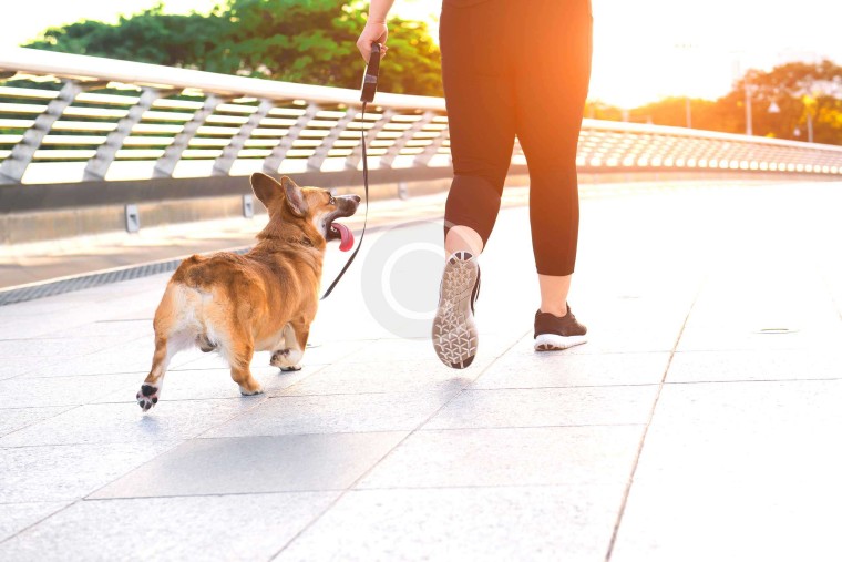 Excericse, Perform, Rest – Your Pup&rsquo;s Schedule