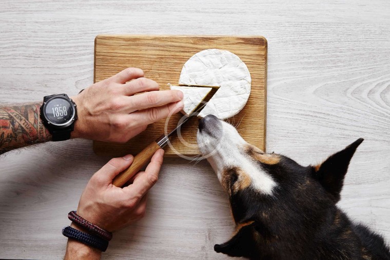 A Little Corgi « No-No » when It Comes to Food