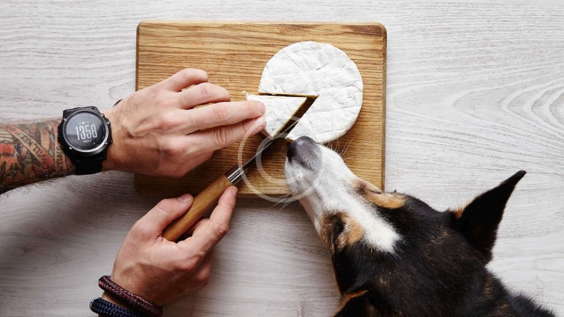 A Little Corgi « No-No » when It Comes to Food